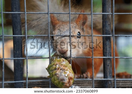 portrait of a red squirrel with a green cone in an aviary behind a net. The concept of keeping and breeding animals at home