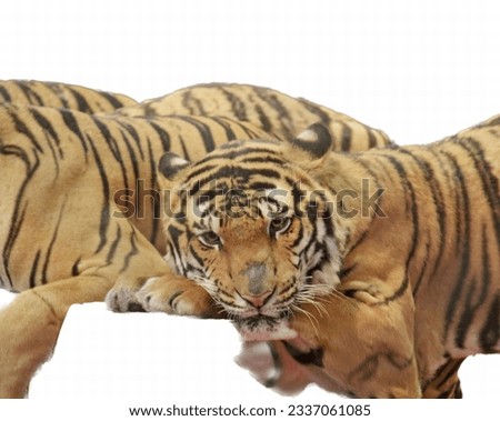 a photography of a tiger is being pet by a person, there are two tigers that are laying down together on the ground.