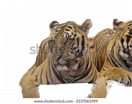 a photography of two tigers laying down on a white surface, there are two tigers laying down on a white surface.