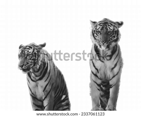 a photography of two tigers standing next to each other, two white tigers standing next to each other on a white surface.
