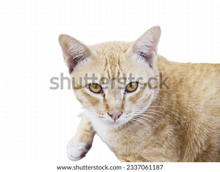 a photography of a cat with a white background, there is a cat that is sitting on a table looking at the camera.