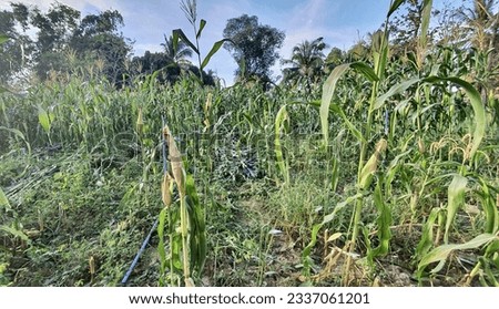 a photography of a field of corn with a blue hose, there is a field of corn and a blue hose in the middle of it.