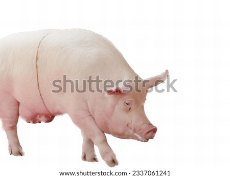 a photography of a pig with a white background, there is a pig that is standing up on a white surface.