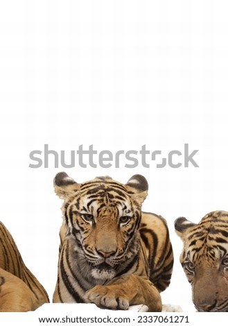 a photography of three tigers laying down and one laying down, there are three tigers laying down together on a white surface.