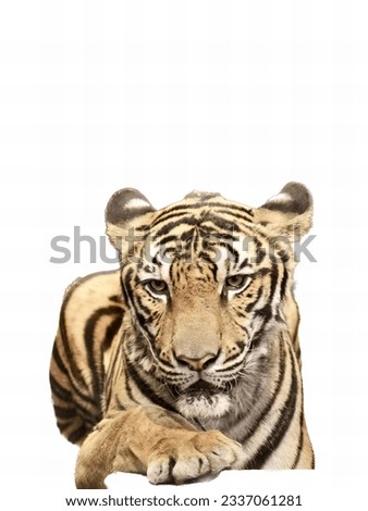 a photography of a tiger laying down on a white surface, there is a tiger that is laying down on a white surface.