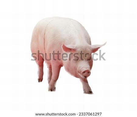 a photography of a pig standing on a white surface, there is a pig that is standing up on a white background.