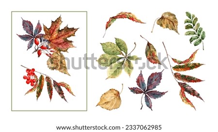 Clip art of colorful tree leaves. Set of isolated elements. Bouquet of autumn leaves and berries. Hand drawn watercolor illustration isolated on white background for the design of invitations, cards.