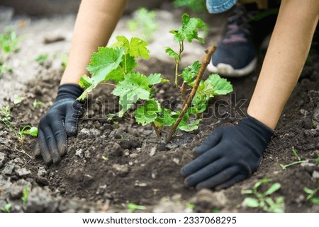 Woman in gloves plants a sprouts of grape in the ground in garden. Close up. Gardening, farming and planting concept. Royalty-Free Stock Photo #2337068295