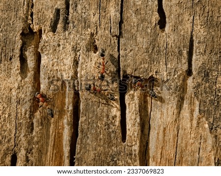 Old, weathered wood is a habitat for termites and is also a food source for ants.