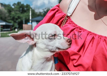 White chihuahua dog in the arms of a girl in a pink dress in the park