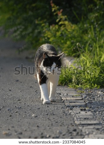 the cat is walking on the paved road