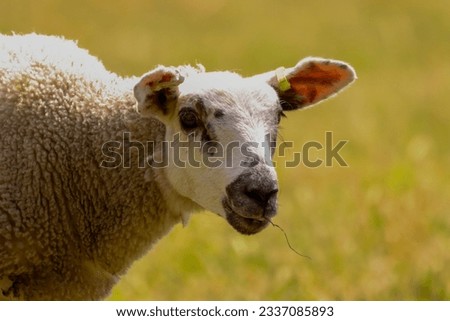 A Lamb grazing in a farmers field