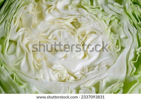 White cabbage in section. Cut cabbage. Light leaves of early cabbage. Royalty-Free Stock Photo #2337093831