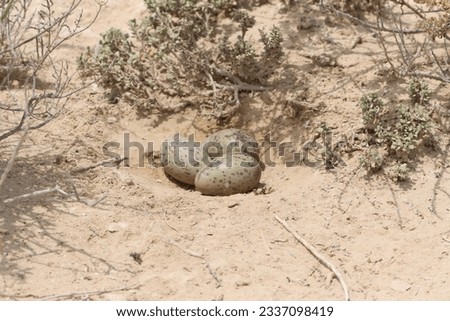 Eggs of wild seabirds in Mursais natural reserve island opposite to Masirah Island in Sultanate of Oman Royalty-Free Stock Photo #2337098419