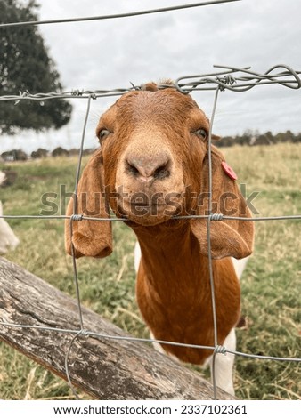 Goats at a farm in a paddock