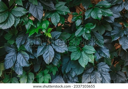 Perennial vine five leaf greenery over white brick wall with copy space.Vertical decorative climber plant  weed background. 