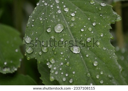 morning dew drops on the leaves