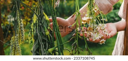 Herbalist.Woman collects and dries organic eco friendly medicinal herbs. Alternative medicine, naturopathy, herbal medicine. Self care natural product,herbalism,herbs collection,organic bouquet Royalty-Free Stock Photo #2337108745
