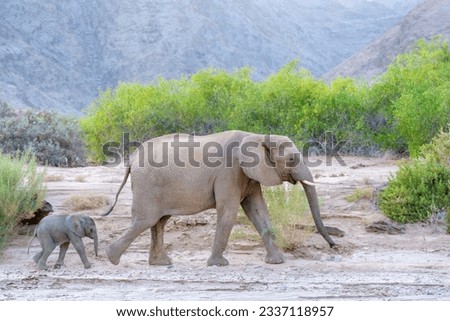African Elephant (Loxodonta africana), desert-adapted elephant mother with calf walking in dried riverbed, Hoanib desert, Kaokoland, Namibia.