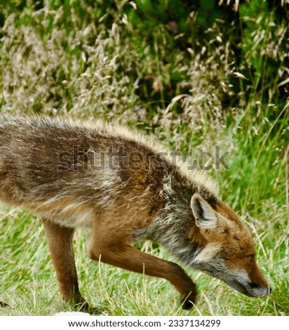 wild photo red fox animal predator , Poland 2023