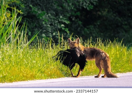 A fox holding a captured black hen in its teeth near the field in daylight