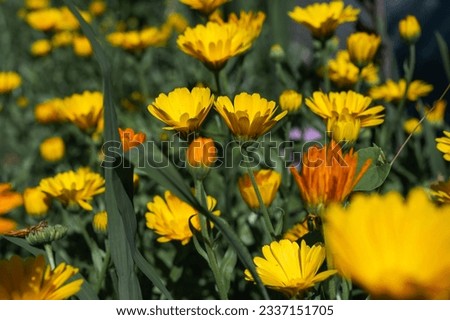 marigold flowers, calendula yellow, orange, floral background