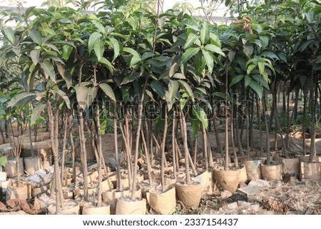 mango tree plant on farm for harvest are cash crops