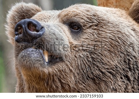 Close-up of a brown bear's head,
picture from the zoopark