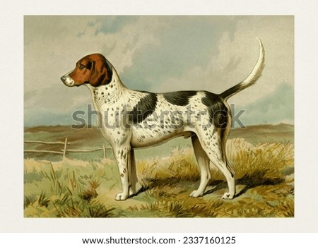 Purebred Dog Illustration. Foxhound dog