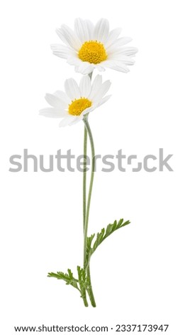 chamomile flower beautiful and delicate on white background. chamomile or daisies isolated on white background with clipping path.	