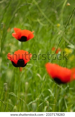 Close-up of three beautiful poppy flowers, selective focus. Bright poppy field in the wild. Floral background, wallpaper of field poppies. Vertical photo