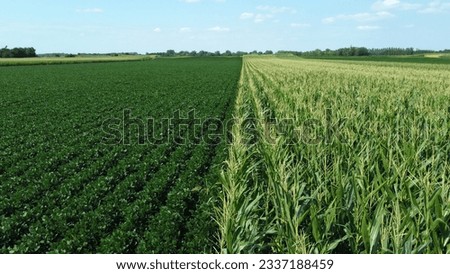 green corn and soybean fields - drone photography Royalty-Free Stock Photo #2337188459