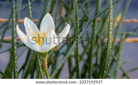 White zephyranthes flower in drops of dew on a background of green stems. selective focus