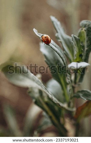 Ladybug on a leaf close up photo