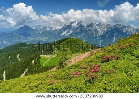 
View of the Austrian Alps 
with a blooming rhododendron in the foreground. Planai, Austria, Europe. 