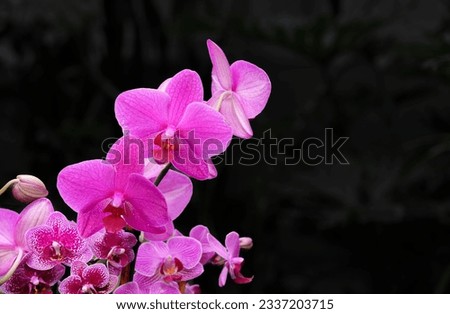 Vibrant pink orchids with negative space for copy