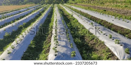 Mulching film or plastic cover soil to keep moisture and control weed in crops. Plastic cover for chili plants Royalty-Free Stock Photo #2337205673