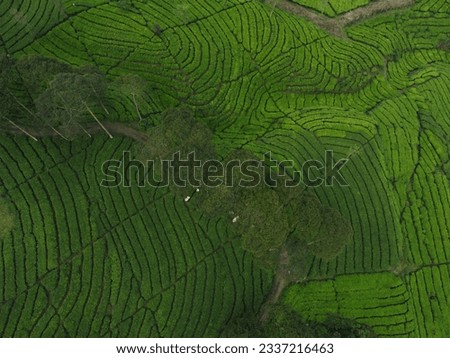 View of the tea plantations when viewed from above