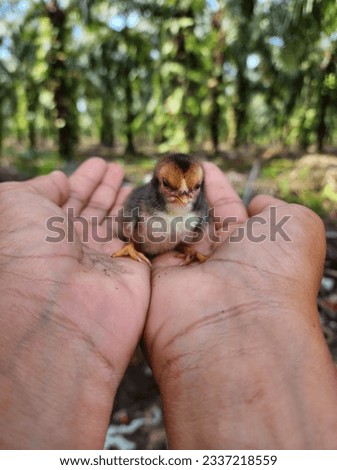 newly hatched chicks above hand