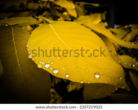 Yellow leaves with water drops, vignette. Design template. Backdrop background.