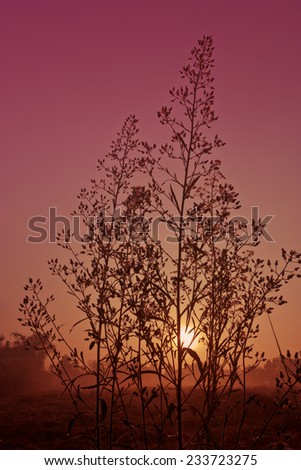 grass flower in the golden light. sunrise landscape photo with vintage effect