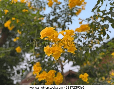 Good morning with yellow flowers