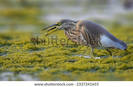 A heron catches and eats fish