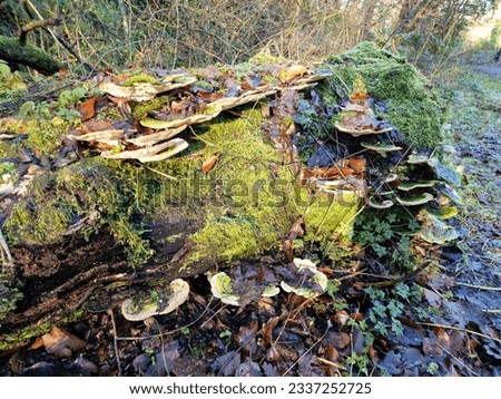 Fungi growing on an old log