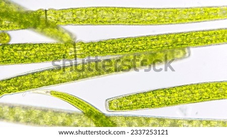Algae blooming under microscope. The species are Pleurotaenium sp and Closterium sp. Live cell. 760x magnification. Selective focus image Royalty-Free Stock Photo #2337253121