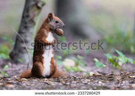Squirrel in the pary with nut