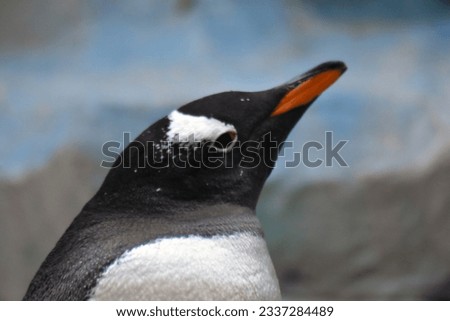 Portrait of a penguin at blue background