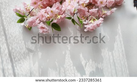 A branch with pink cherry blossom flowers on a white background. Texture, frame, copy space, background