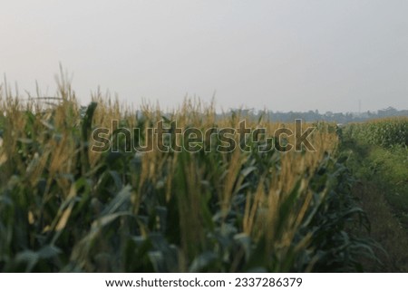 Corn plantation in a village in Indonesia