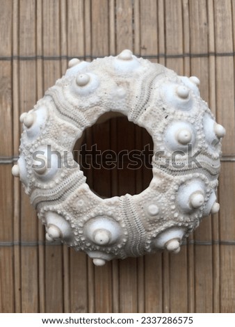 beautiful seashells on a beige background, composition of seashells